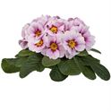 Afbeelding van Primula P10.5 Appleblossom